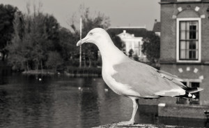 Buitenhof, Den Haag